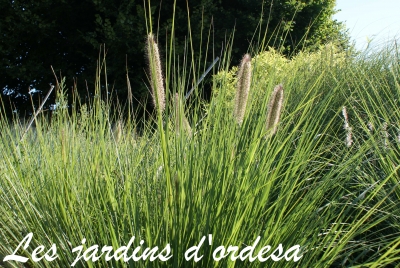 Pennisetum alopecuroides (herbe aux ecouvillons)